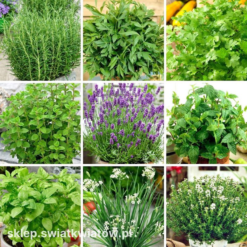 Co zamiast soli selerowej w kuchni