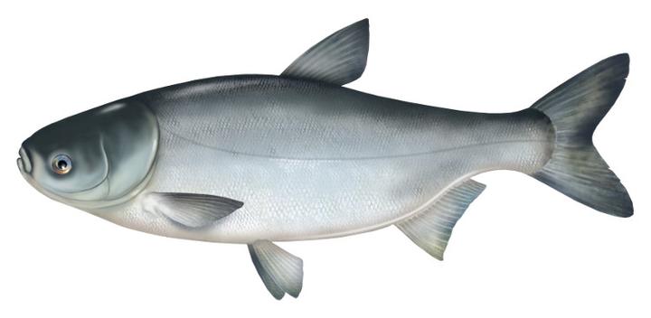 Rybactwo i hodowla tołpygi a jakość mięsa