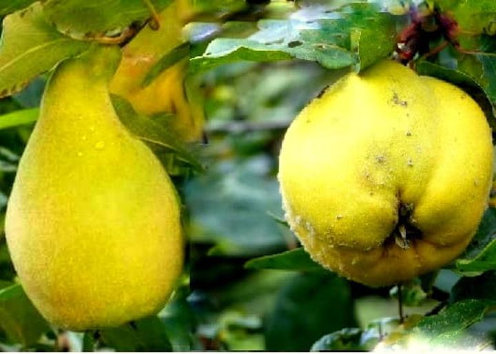 Wino z pigwy w kuchni i do deserów