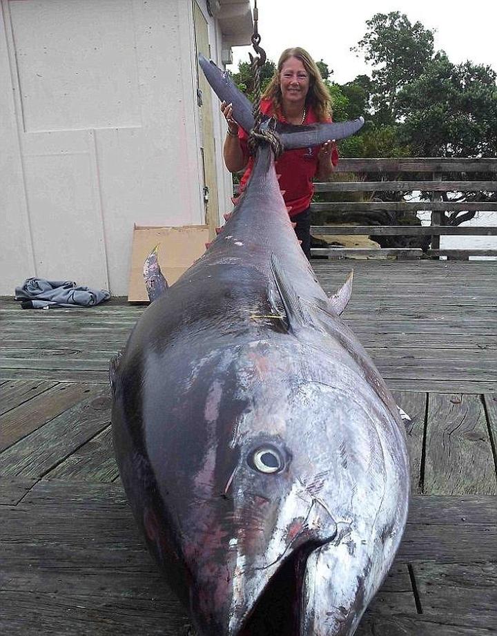 Właściwości zdrowotne tuńczyka