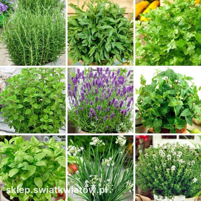 Alternatywy dla soli selerowej: czym ją zastąpić w kuchni?