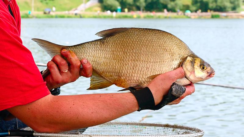 Odkryj sekrety smaku leszcza – co warto wiedzieć przed degustacją?