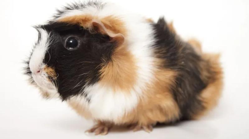 Etyka spożywania zwierząt