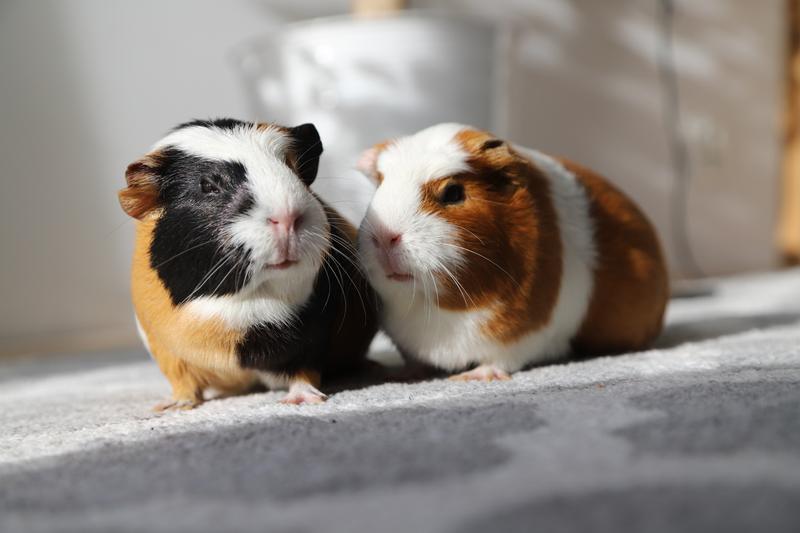 Jak smakuje świnka morska