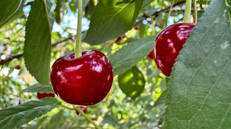 Mleko roślinne dla dzieci