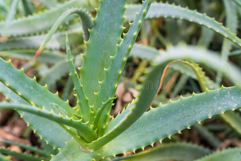 Naturalne nawilżanie skóry