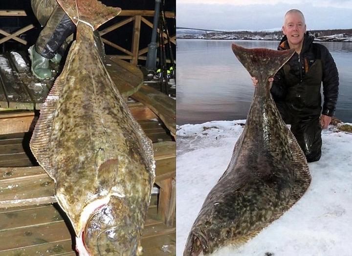 Przepisy z halibuta i pomysły na dania