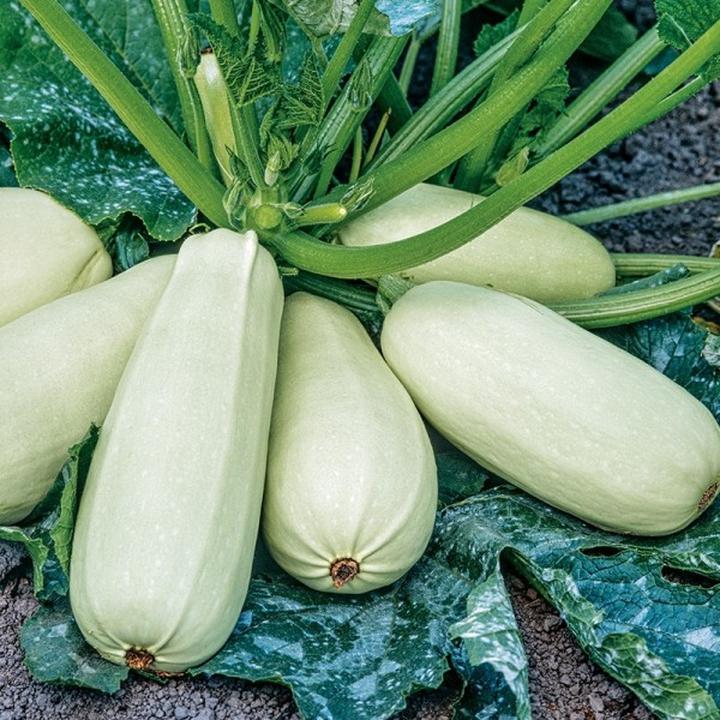 Przyprawy do zupy krem z cukinii