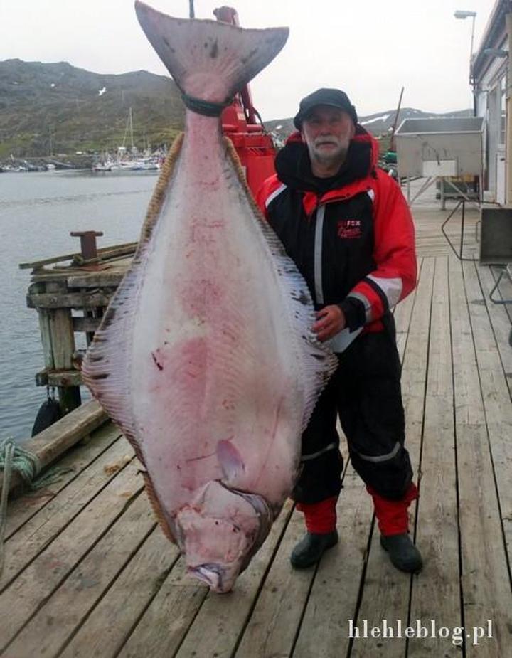 Wartości odżywcze i właściwości halibuta