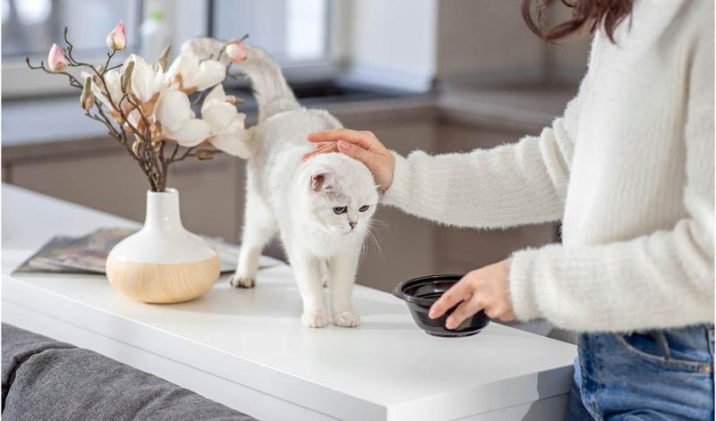 Alternatywy dla chleba i ziemniaków – co warto wprowadzić do swojej diety?