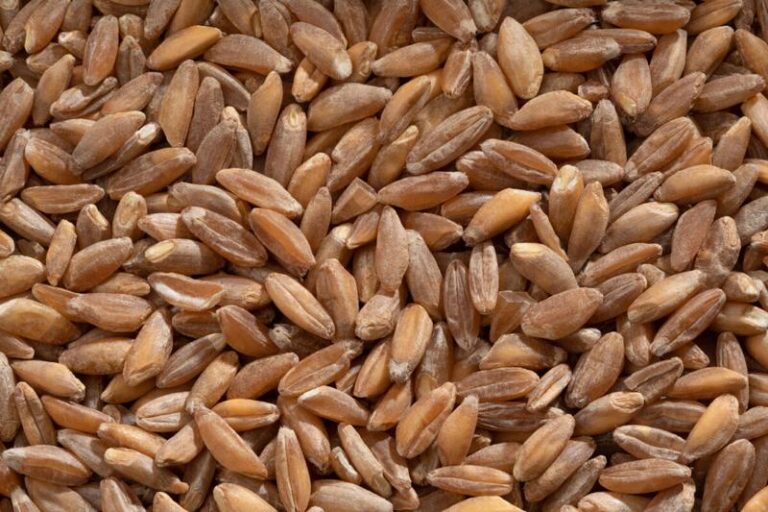 Jak skutecznie zastąpić mąkę z płaskurki w codziennym gotowaniu?