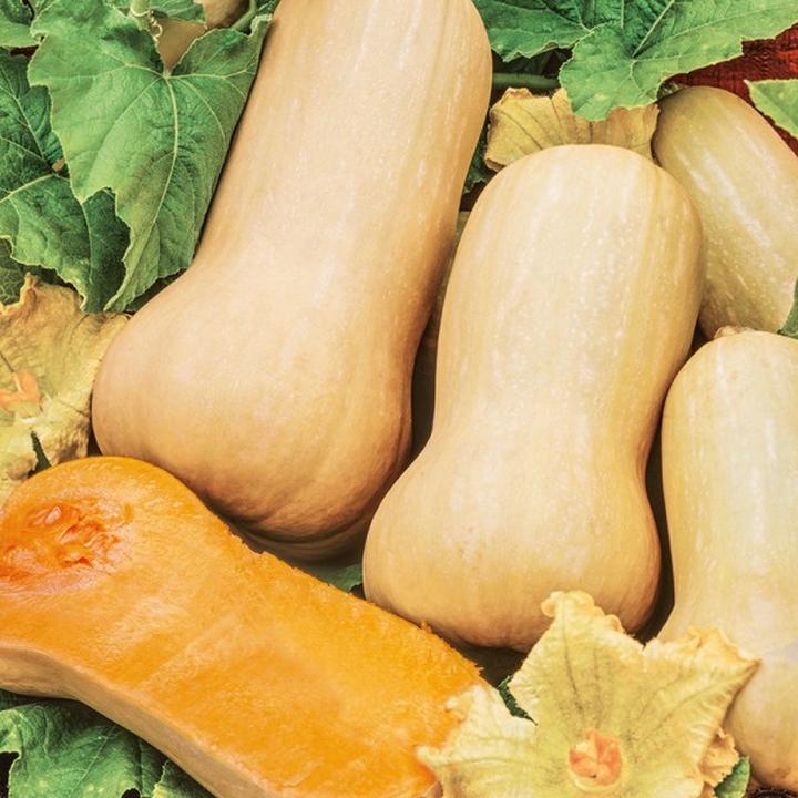 Jaką dynię wybrać, by stworzyć idealną zupę krem?