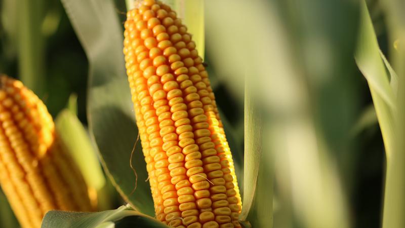 Alternatywy dla soli do kukurydzy