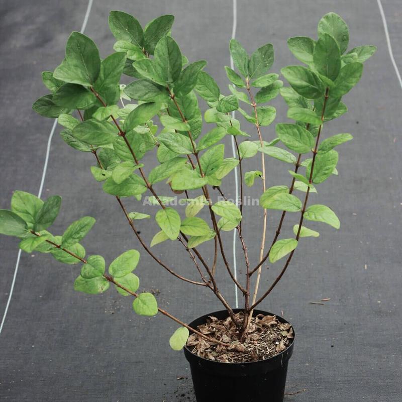 Historia i kultura jagody kamczackiej