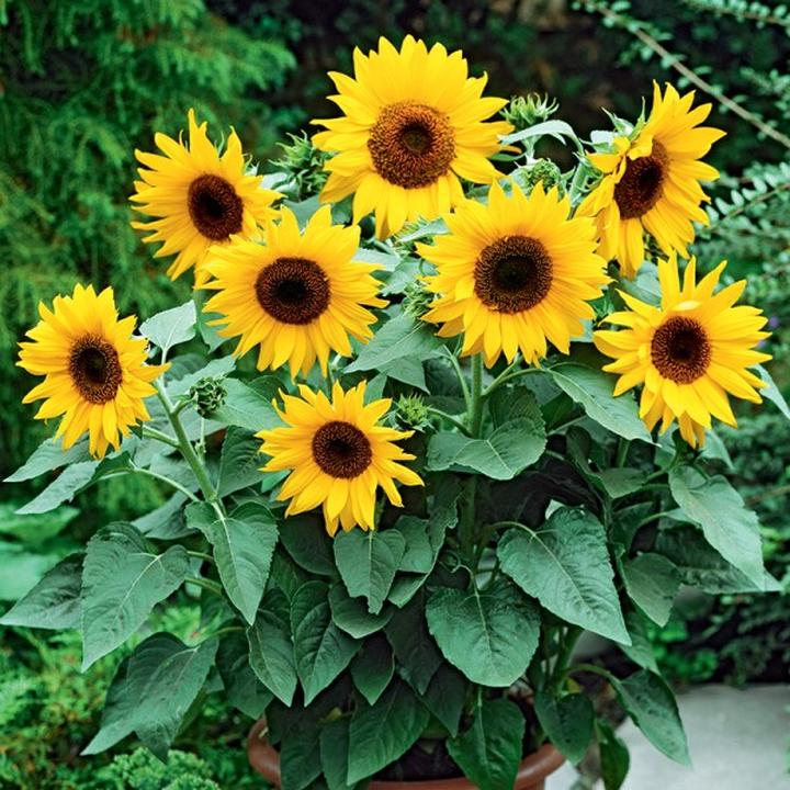 Jak wprowadzić słonecznik do diety