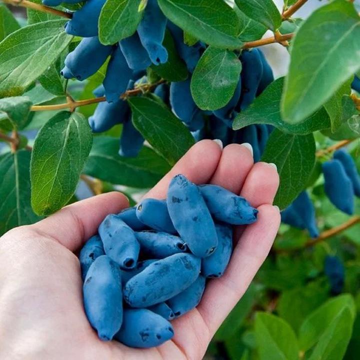 Przepisy z jagodą kamczacką