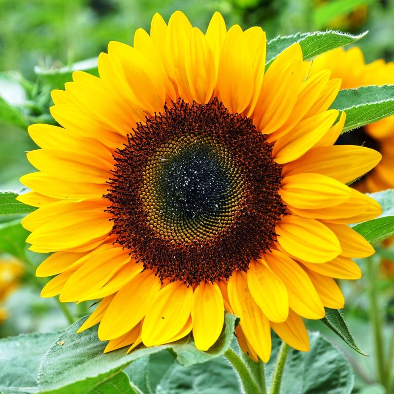 Słonecznik prażony solony