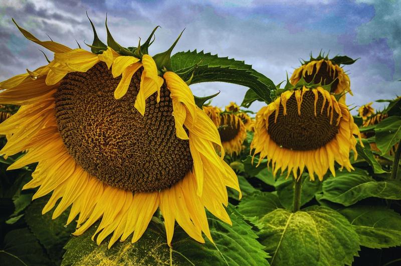 Wartości odżywcze słonecznika