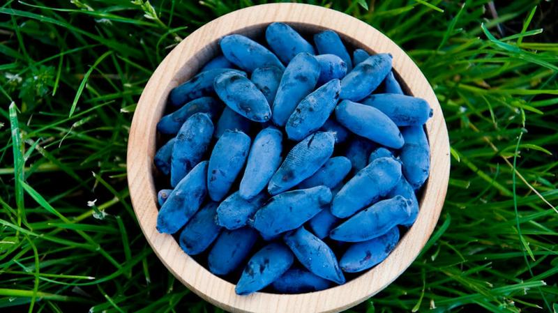 Właściwości zdrowotne jagody kamczackiej