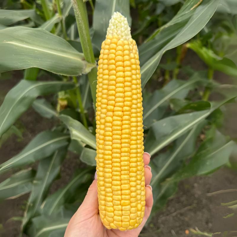 Wpływ soli na smak kukurydzy