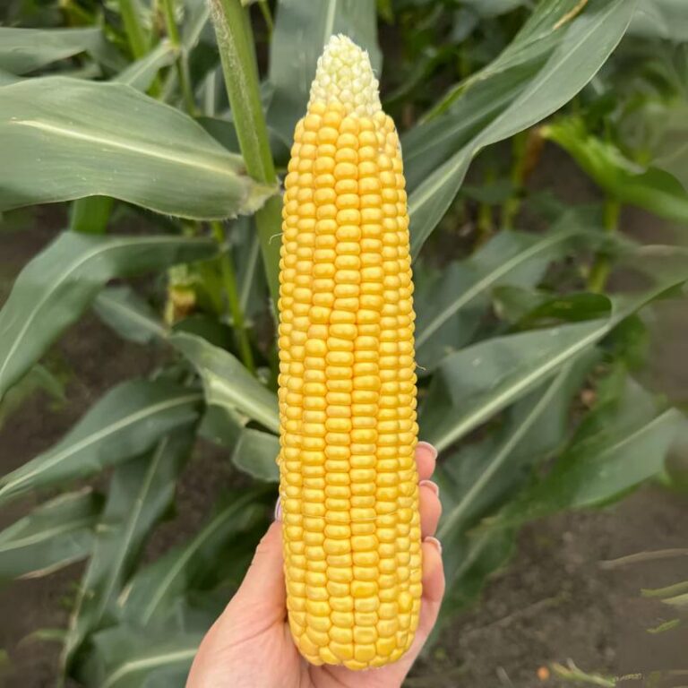 Czy solić wodę na kukurydzę? Oto, co powinieneś wiedzieć przed gotowaniem!