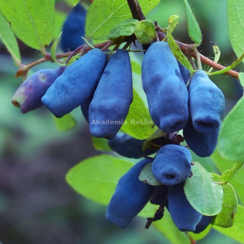 Odkryj niezapomniane smaki jagody kamczackiej – jakie wrażenia na podniebieniu?