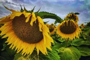 Słonecznik prażony solony – zdrowa przekąska czy jednak pułapka kaloryczna?