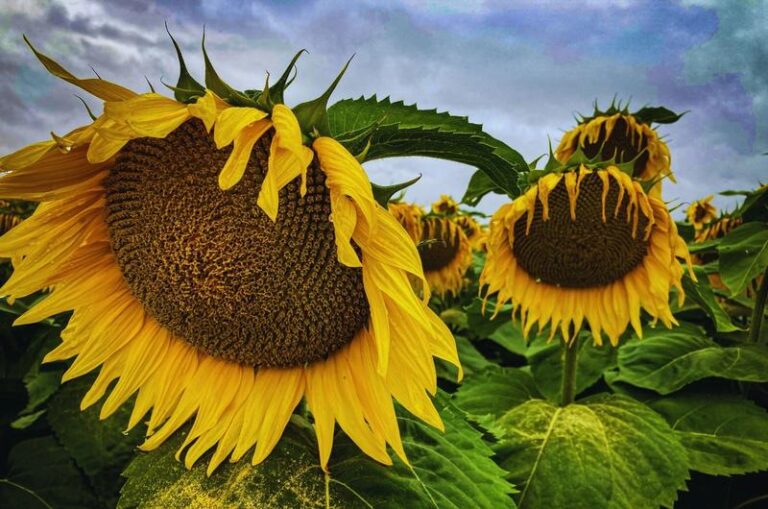Słonecznik prażony solony – zdrowa przekąska czy jednak pułapka kaloryczna?