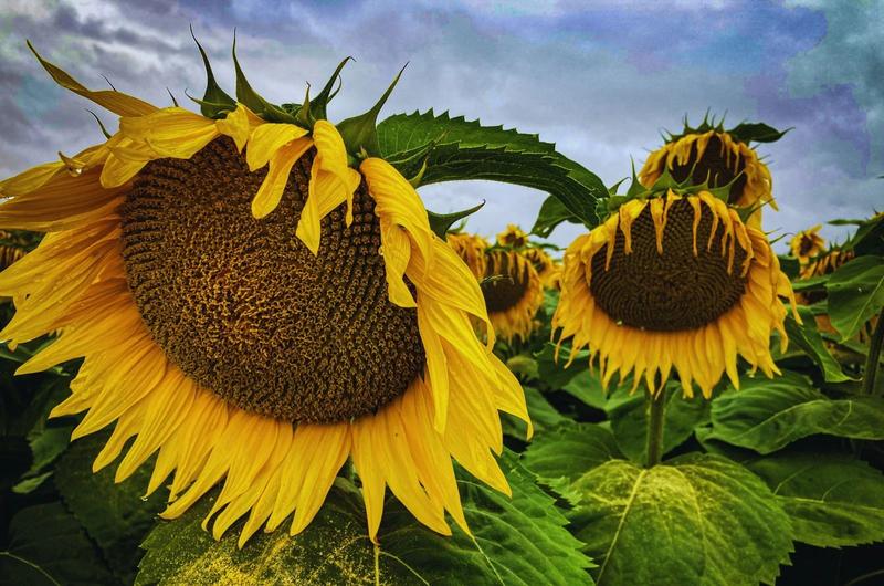 Słonecznik prażony solony – zdrowa przekąska czy jednak pułapka kaloryczna?