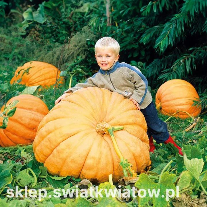 Odkryj tajemnice gotowania: jak długo gotuje się dynia, by zachować jej smak?