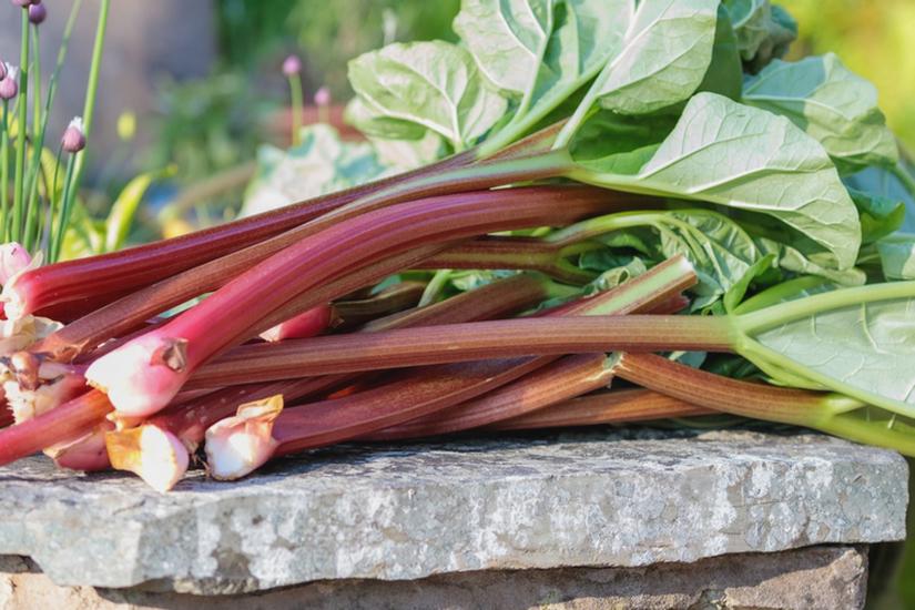 Pielęgnacja rabarbaru w ogrodzie