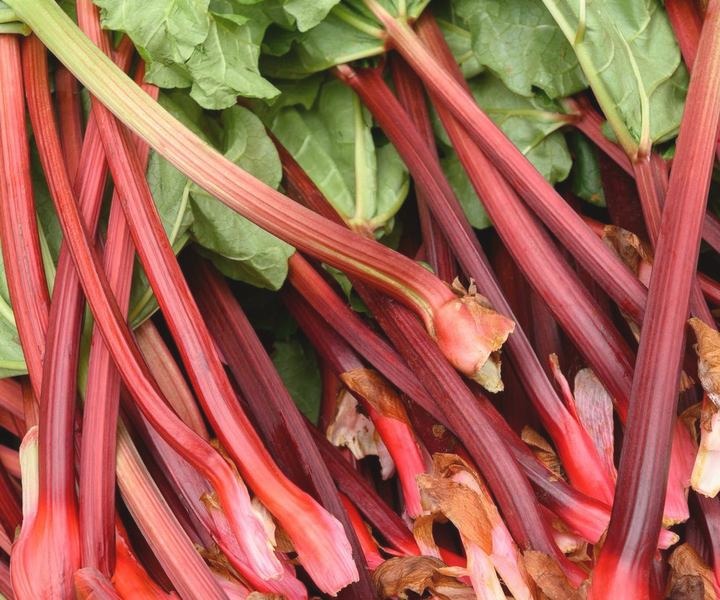 Rabarbar – jak smakuje i jakie ma właściwości?